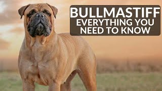 Bullmastiff 101  Everything You Need To Know About Owning A Mastiff Puppy [upl. by Virgin659]