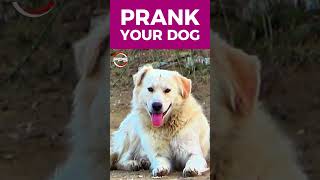 Prank Your Dog Sound shorts prank viralshorts [upl. by Qifahs]