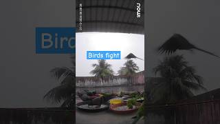 Parrots and pigeons fight in the rain shorts parrotsfight birdsfight [upl. by Mitman]