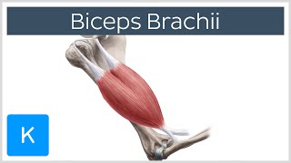 Biceps Brachii Muscle  Origins amp Actions  Human Anatomy  Kenhub [upl. by Nanny]