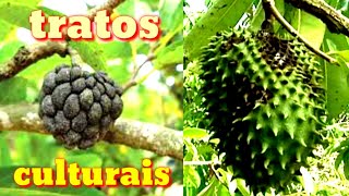 Graviola ou pinha com frutos podres veja como resolver [upl. by Yvan]