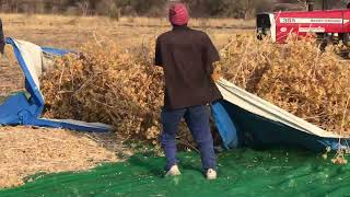 IMPROVISED SAFFLOWER HARVESTING AND THRESHING [upl. by Senecal772]