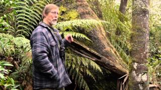 Australian Forest MiniDoc  Where the Giants Were  A Tale of Toolangi PART ONE [upl. by Acinna]