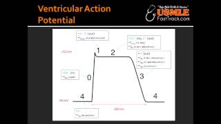 Ventricular Action Potential [upl. by Ojyma]