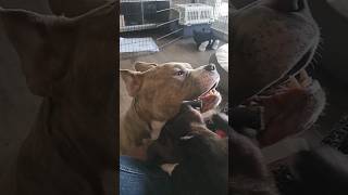 American Bully Cheddie dealing with Sassy Staffy puppy Gracie staffy puppy puppylife [upl. by Odlareg]