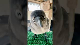 Jackdaw Facetime [upl. by Rene]