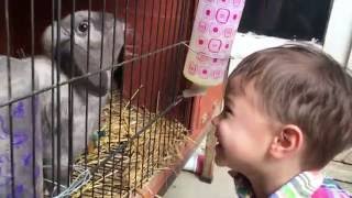 Toddler Feeding The Rabbit [upl. by Nnylarac374]