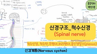 신경구조anatomy척수신경spinal nerve  말초신경 척수신경 척수막 목팽대 허리팽대 몸신경얼기somatic nervous plexus [upl. by Anirtep]