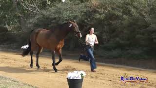 068J1 Lauren Crabtree on Derroon Diamond CCI1 Long Jog 1 Galway Downs Nov 2024 [upl. by Naujud139]