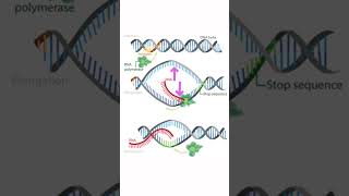 Transcription in Eukaryotes in 1 minute🔥 neet biology shorts [upl. by Clotilde656]