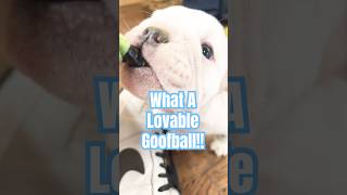 What a lovable goofball bulldog englishbulldog cute trending viral cute gracelandkennel [upl. by Alverta]