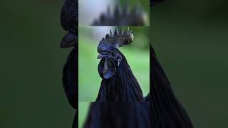 Ayam Cemani Chicken Breed [upl. by Kania]