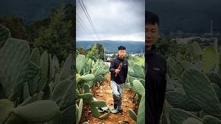 Cactus Pruning Techniques For High Yield Fruits farming agriculture satisfying [upl. by Rutra326]