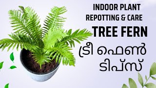 ട്രീ ഫേൺ ടിപ്സ് Tree Fern Tips amp Repotting Indoor Plant Malayalam [upl. by Cahn]