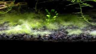 Battling The Cladophora Algae My Journey [upl. by Kwan99]