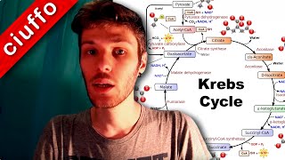 Ciclo di Krebs e Fosforilazione Ossidativa [upl. by Noram]