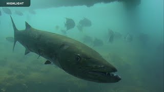 Frying Pan Barracuda Cam  Highlights [upl. by Eenwahs475]