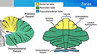 Neurosurgery written board crash course  cerebellum part 1 [upl. by Evander]