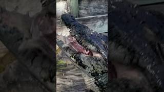 Saltwater Crocodile Crunching Bones shorts youtubeshorts crocodile [upl. by Siramed]