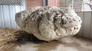 Hikers Saw That This Neglected Sheep Could Barely Stand So A Shelter Begged For Experts To Save Him [upl. by Nnaihs]