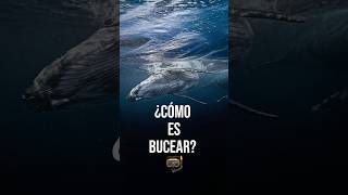 ¿Cómo es Bucear 🤿 Buceo scuba Amistad Shorts orca tiburon ballena [upl. by Hun]