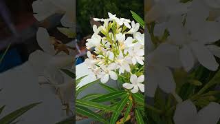 flowers viralvideo kanner oleander whitebeauty naturepictures trending naturephotography [upl. by Atazroglam]