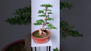 黄杨，榆树 bonsaitree tree bonsailovers bonsaigarden boxwood elm [upl. by Dannye]