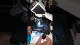 gulab jamun ki bat hi nirali hai microscope gulabjamun shortsvideo trendingshorts [upl. by Starkey397]