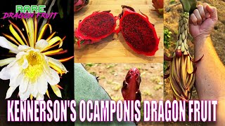 KENNERSONS OCAMPONIS DRAGON FRUIT TASTE and REVIEW [upl. by Bonucci928]