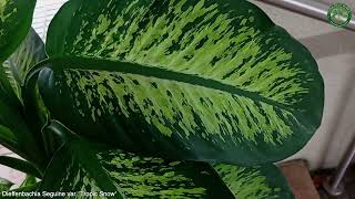 Dieffenbachia Seguine var Tropic Snow  Ornamental Plants  🇵🇦 Panama [upl. by Monafo]