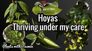 Hoyas those are Thriving under my Care  Thriving Hoya Collection [upl. by Buckley]