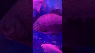 Piranha fish 🐟 piranha piranhafish monsterfish marinefishtank ytshorts shorts shortvideo [upl. by Porcia]