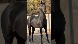 horse stallion 🔥❤️ horse рек рекомендации animals farming лошади [upl. by Doniv775]