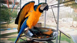 Macaw Parrot Talking [upl. by Ardnekahs]