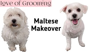 Shaving a Maltese Dog all Over  How to Shave a Small Dog [upl. by Anilos]