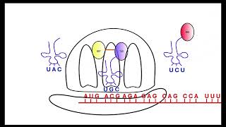 Translation OCR A Alevel Biology Revision Module 2 Nucleotides and nucleic acids [upl. by Neeluqcaj300]