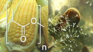 Biodegradable Adhesive Cornbased Polymer  Shellfish Chemistry [upl. by Ellesirg313]