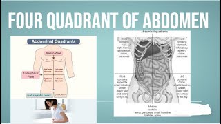 four quadrant of abdomen PhysiotherapyKnowledge [upl. by Enitselec52]