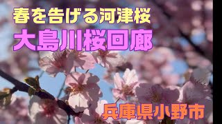 春を告げる河津桜～大島川桜回廊～兵庫県小野市大島町20240315 [upl. by Llecram764]