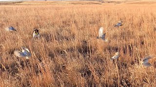 Kansas Pheasant and Quail December 2023 [upl. by Sell102]