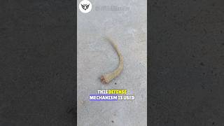 Why lizards cut its tail off  Gecko tail drop falling off gecko lizard iguana [upl. by Ylrevaw]