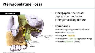 13 Pterygopalatine Fossa [upl. by Atteugram]