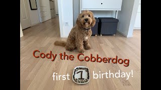 Cody the Cobberdog  FIRST BIRTHDAY [upl. by Ikkela811]