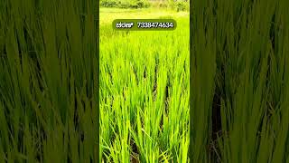 JUST 25 LAKH 6 GUNTA AGRICULTURE LAND SALE IN CHANNAPATNA NEAR BENGALURU CHARAN 7338474634 [upl. by Eiramait358]