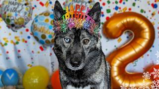 Happy Birthday Eleanor The Husky 🎂 2 Years Old [upl. by Sherr]