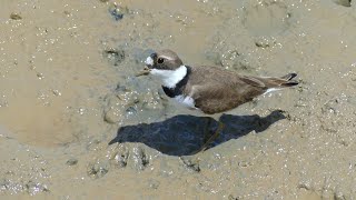 Semipalmated Plover Charadrius semipalmatus in breeding plumage foraging French Guiana [upl. by Neltiak]