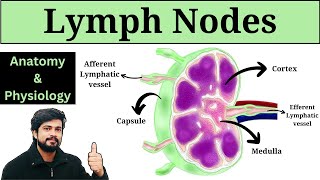 Lymph Nodes Anatomy and Physiology in Hindi  Lymphatic system [upl. by Einrae]