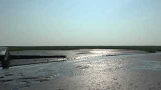 Waddenzee Werelderfgoed Kluten op de kwelder [upl. by Neih]