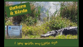 Finally We See Gators Lake Apopka Wildlife Drive [upl. by Wolliw]