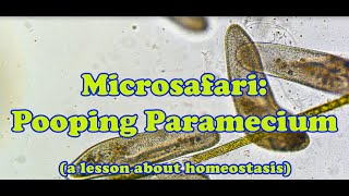 Microsafari Paramecium Pooping [upl. by Golub]